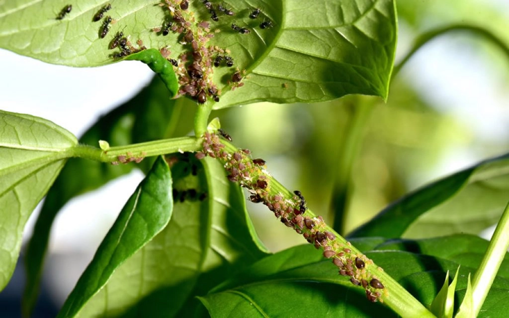 Pest & Diseases
