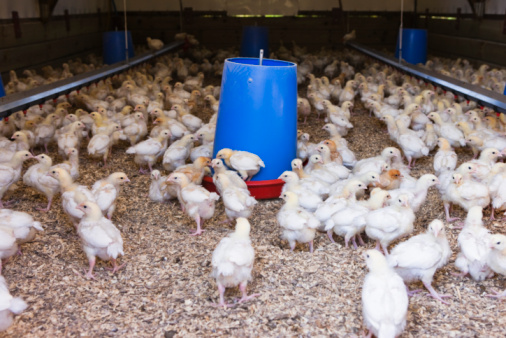 Animal Food and Nutrients